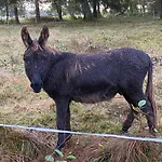샬레 Bois Au Calme, En Lisiere De Foret, Balcons, Sentiers Balades Gerardmer & Alsace 