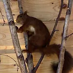 Bois Au Calme, En Lisiere De Foret, Balcons, Sentiers Balades Gerardmer & Alsace 