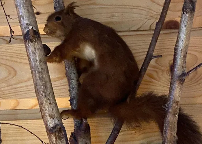 Bois Au Calme, En Lisiere De Foret, Balcons, Sentiers Balades Gerardmer & Alsace 